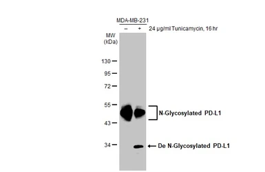 Anti-PD-L1 antibody [HL1056] (GTX636033) | GeneTex