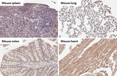 Anti-TFEB antibody [HL1065] used in IHC (Paraffin sections) (IHC-P). GTX636089