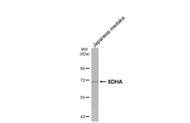 Anti-SDHA antibody [HL1067] used in Western Blot (WB). GTX636098