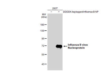 Anti-Influenza B virus Nucleoprotein antibody [HL1068] used in Western Blot (WB). GTX636099