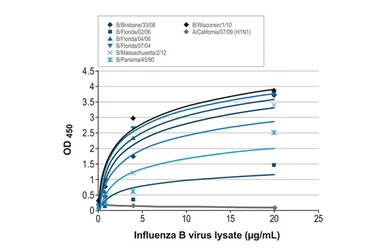 Anti-Influenza B virus Nucleoprotein antibody [HL1068] used in ELISA (ELISA). GTX636099