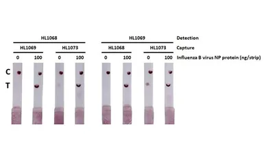 Anti-Influenza B virus Nucleoprotein antibody [HL1069] used in Lateral Flow (Lateral Flow). GTX636100