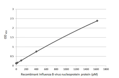 Anti-Influenza B virus Nucleoprotein antibody [HL1069] used in ELISA (ELISA). GTX636100