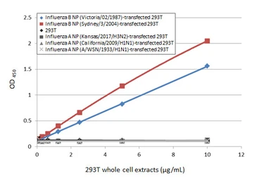 Anti-Influenza B virus Nucleoprotein antibody [HL1069] used in ELISA (ELISA). GTX636100
