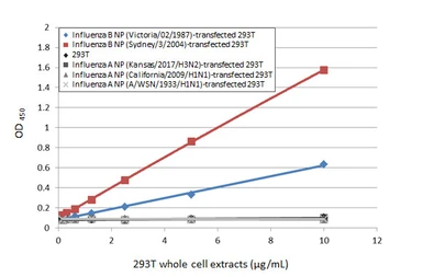 Anti-Influenza B virus Nucleoprotein antibody [HL1069] used in ELISA (ELISA). GTX636100