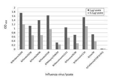 Anti-Influenza B virus Nucleoprotein antibody [HL1069] used in ELISA (ELISA). GTX636100