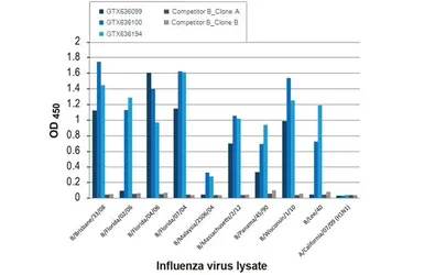 Anti-Influenza B virus Nucleoprotein antibody [HL1069] used in ELISA (ELISA). GTX636100