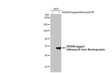 Anti-Influenza B virus Nucleoprotein antibody [HL1069] used in Western Blot (WB). GTX636100