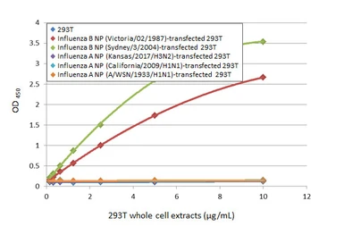 Anti-Influenza B virus Nucleoprotein antibody [HL1069] used in ELISA (ELISA). GTX636100