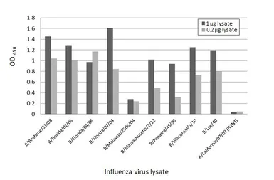Anti-Influenza B virus Nucleoprotein antibody [HL1073] used in ELISA (ELISA). GTX636194