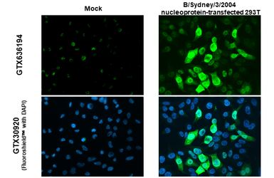 Anti-Influenza B virus Nucleoprotein antibody [HL1073] used in Immunocytochemistry/ Immunofluorescence (ICC/IF). GTX636194