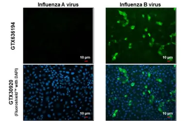 Anti-Influenza B virus Nucleoprotein antibody [HL1073] used in Immunocytochemistry/ Immunofluorescence (ICC/IF). GTX636194