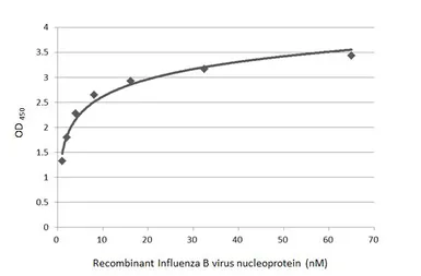 Anti-Influenza B virus Nucleoprotein antibody [HL1076] used in ELISA (ELISA). GTX636197