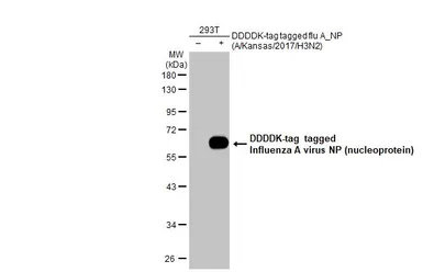 Anti-Influenza A virus Nucleoprotein antibody [HL1078] used in Western Blot (WB). GTX636199