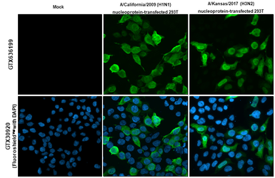 Anti-Influenza A virus Nucleoprotein antibody [HL1078] used in Immunocytochemistry/ Immunofluorescence (ICC/IF). GTX636199
