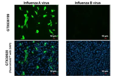 Anti-Influenza A virus Nucleoprotein antibody [HL1078] used in Immunocytochemistry/ Immunofluorescence (ICC/IF). GTX636199
