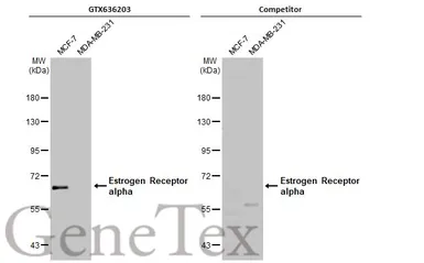 Anti-Estrogen Receptor alpha antibody [HL1082] used in Western Blot (WB). GTX636203