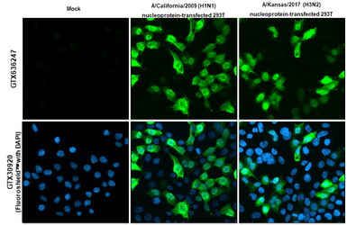 Anti-Influenza A virus Nucleoprotein antibody [HL1089] used in Immunocytochemistry/ Immunofluorescence (ICC/IF). GTX636247