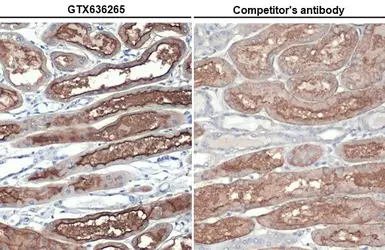 Anti-ACE2 antibody [HL1092] used in IHC (Paraffin sections) (IHC-P). GTX636265