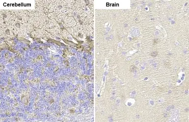 Anti-GAD67 antibody [HL1095] used in IHC (Paraffin sections) (IHC-P). GTX636279