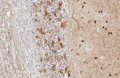 Anti-GAD67 antibody [HL1095] used in IHC (Paraffin sections) (IHC-P). GTX636279