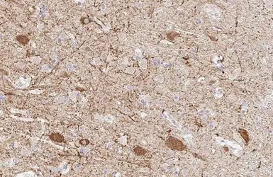 Anti-GAD67 antibody [HL1095] used in IHC (Paraffin sections) (IHC-P). GTX636279