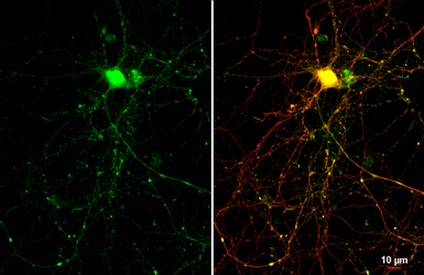 Anti-GAD67 antibody [HL1095] used in Immunocytochemistry/ Immunofluorescence (ICC/IF). GTX636279