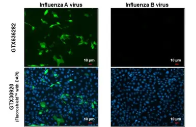Anti-Influenza A virus Nucleoprotein antibody [HL1098] used in Immunocytochemistry/ Immunofluorescence (ICC/IF). GTX636282