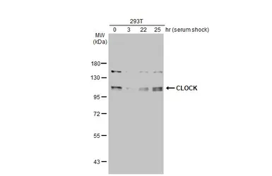Anti-CLOCK antibody [HL1099] used in Western Blot (WB). GTX636283