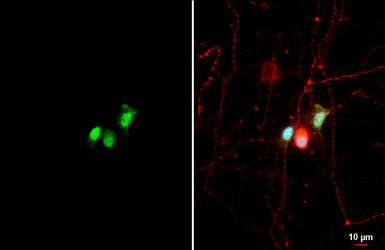 Anti-CLOCK antibody [HL1099] used in Immunocytochemistry/ Immunofluorescence (ICC/IF). GTX636283