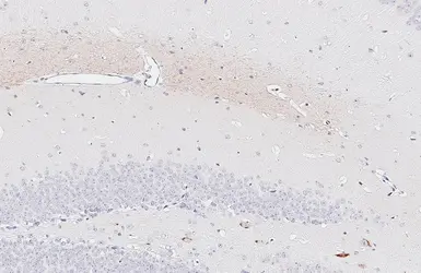 Anti-Somatostatin antibody [HL1101] used in IHC (Paraffin sections) (IHC-P). GTX636297