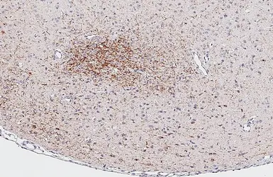 Anti-Somatostatin antibody [HL1101] used in IHC (Paraffin sections) (IHC-P). GTX636297