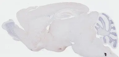 Anti-Somatostatin antibody [HL1101] used in IHC (Paraffin sections) (IHC-P). GTX636297