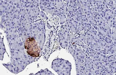 Anti-Somatostatin antibody [HL1101] used in IHC (Paraffin sections) (IHC-P). GTX636297