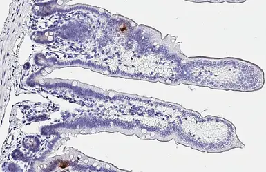 Anti-Somatostatin antibody [HL1101] used in IHC (Paraffin sections) (IHC-P). GTX636297