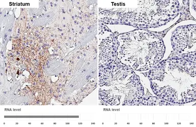 Anti-Somatostatin antibody [HL1101] used in IHC (Paraffin sections) (IHC-P). GTX636297