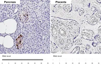 Anti-Somatostatin antibody [HL1101] used in IHC (Paraffin sections) (IHC-P). GTX636297