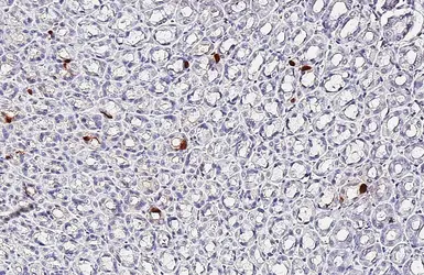 Anti-Somatostatin antibody [HL1101] used in IHC (Paraffin sections) (IHC-P). GTX636297