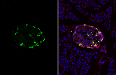 Anti-Somatostatin antibody [HL1101] used in IHC (Frozen sections) (IHC-Fr). GTX636297