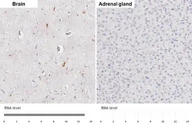 Anti-Somatostatin antibody [HL1101] used in IHC (Paraffin sections) (IHC-P). GTX636297