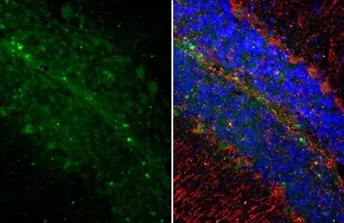 Anti-Somatostatin antibody [HL1101] used in IHC (Paraffin sections) (IHC-P). GTX636297