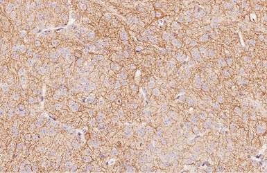 Anti-AChE antibody [HL1102] used in IHC (Paraffin sections) (IHC-P). GTX636298