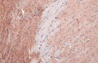 Anti-AChE antibody [HL1102] used in IHC (Paraffin sections) (IHC-P). GTX636298