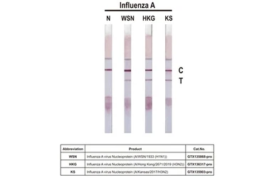 Anti-Influenza A virus Nucleoprotein antibody [HL1103] used in Lateral Flow (Lateral Flow). GTX636318
