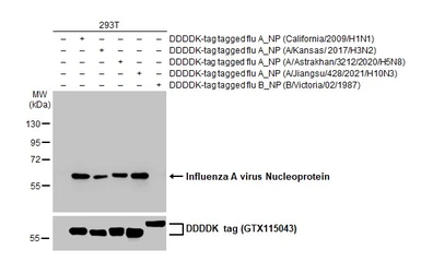 Anti-Influenza A virus Nucleoprotein antibody [HL1103] used in Western Blot (WB). GTX636318