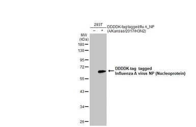 Anti-Influenza A virus Nucleoprotein antibody [HL1103] used in Western Blot (WB). GTX636318