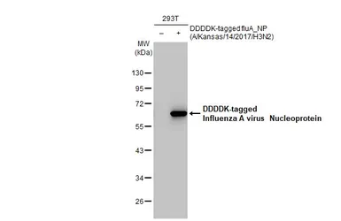 Anti-Influenza A virus Nucleoprotein antibody [HL1103] used in Western Blot (WB). GTX636318