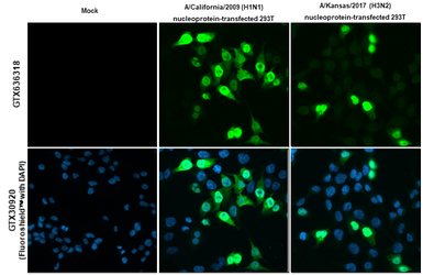 Anti-Influenza A virus Nucleoprotein antibody [HL1103] used in Immunocytochemistry/ Immunofluorescence (ICC/IF). GTX636318