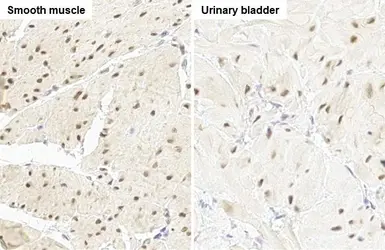 Anti-RBPMS antibody [HL1106] used in IHC (Paraffin sections) (IHC-P). GTX636321