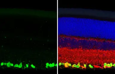 Anti-RBPMS antibody [HL1106] used in IHC (Paraffin sections) (IHC-P). GTX636321